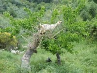 Řecko, mrtvé město Mystra, koza na stromě