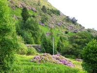 Skotsko, azalkový kopec u Loch Lochy
