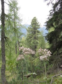 Dolomitská flóra