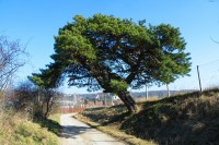Krásná památná borovice nad Vranovem