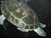 Želva korytnačka