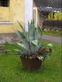 ěský Šternberk, aloe cesou na hrad