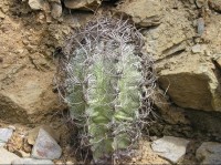 Fata Morgana, kaktus