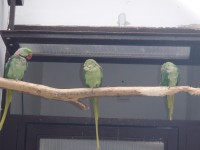 Pelhřimov - papoušci v parku