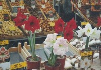 Amsterdam: Květinový trh