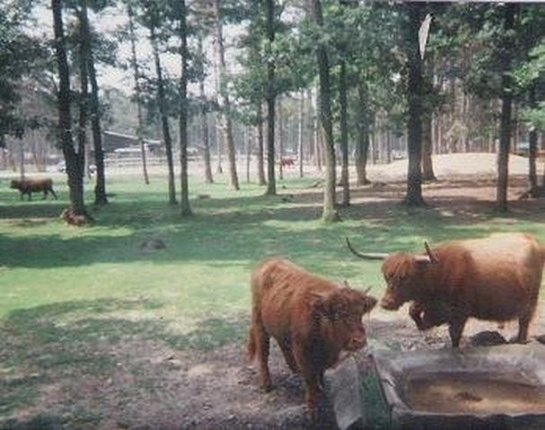 gansendorf safari park