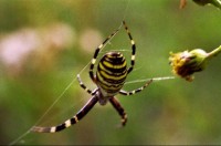 Křižák pruhovaný: Tento v ČR poměrně málo rozšířený druh pavouka,si našel své místo i v lokalitě Třemešná.