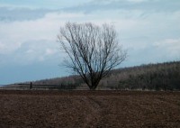 předjarní strom v polích