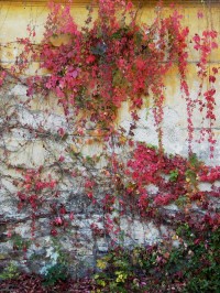 podzim na zdi