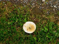 houbička na cestě