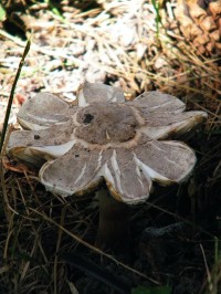 sídlištní houby