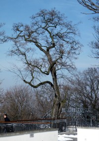 strom v zámeckém parku
