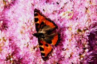 zářijový motýlek