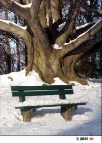 Zima v zámeckém parku: Park chotěbořského zámku v zimě.