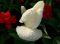 Tulipán po dešti