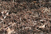 Úhošť - mravenci: V národní přírodní rezervaci Úhošť má domov mnoho chráněných rostlin a živočichů - např. tito mravenci
