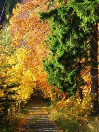 Solárka cesta: Cesta na Solárku na podzim