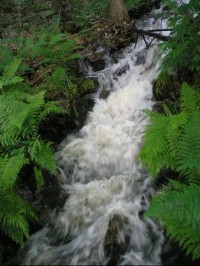 Potok: I v době sucha (léto 2006) má potok dostatek vody