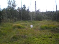 Hraniční kámen: Na hranici, kde rašeliniště plynule přechází na českou stranu