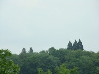 Sekvojovce obrovské v Ratměřicích. Zdálky převyšují ostatní stromy v zámeckém parku.