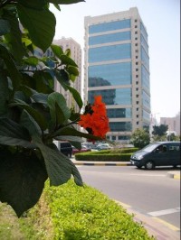 Květ z Abu Dhabi