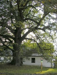 Dalov - památný strom