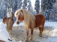 Koně v Bedřichově: Zvířata na horách v zimě