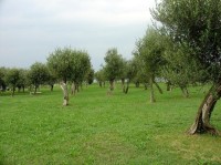 Sirmione: Grotte di Catullo