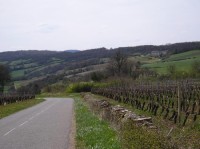 Burgundsko: vinice 