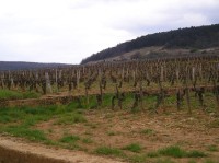 Burgundsko: vinice v dubnu 