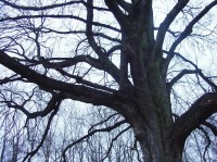 Radotín: stromy u Berounky 