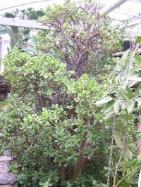 Botanická zahrada v Táboře: ve skleníku