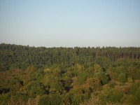 Poustka - okolní lesy