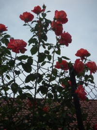 Poustka - růže