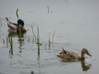 Jevanský rybník - divoké kachny