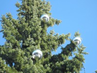 Vánoční strom 2010