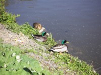 Divoká kachna a kačeři u Mlýnského rybníka