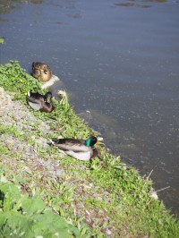 Divoká kachna a kačeři na Mlýnském rybníku
