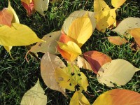 Podzimní romantika u kaple - barevné listí