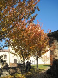 Sakury před kaplí sv. Vojtěcha na podzim