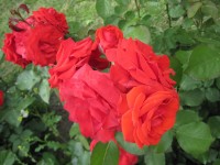 Růže v Zásmukách