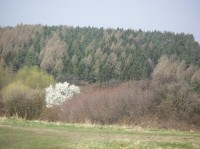 Černokostelecká příroda: Černokostelecká příroda začátkem jara.