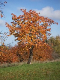 Kostelec nad Černými lesy - strom: Na podzim září černokostelecká příroda až oči přecházejí...
