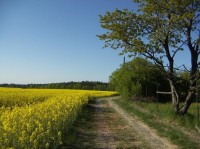 Kostelec nad Černými lesy - cesta: Vlevo kvetoucí řepka olejka.