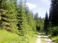 Cestou k Plešnému jezeru: Krásná procházka nebo projížďka na kole pravou Šumavskou krajinou