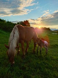 Foistův statek - Staré Sedlo