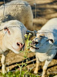 Chaloupka U Babičky Kostelec - Kostelec