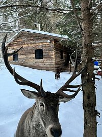 Jelenia chata - Trenčianske Teplice