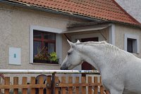 Apartmán s koňskými zážitky - Veltěže