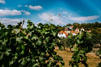 Vinice Srb - Jaroslavice